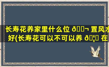 长寿花养家里什么位 🐬 置风水好(长寿花可以不可以养 🦄 在客厅)